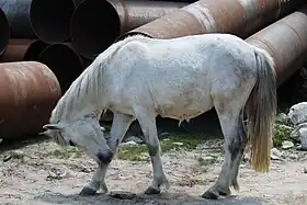 Poney Spiti de robe grise se grattant dans la vallée de Solang, à Manali.