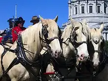 Attelage de trois chevaux de couleur crème, vus de face.