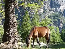 Poney marron et noir dans un environnement de conifères