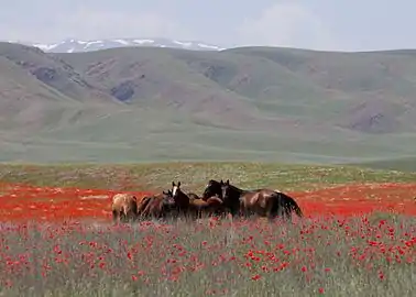 Paysage de la steppe pâturée dans l'est du Kazakhstan, en été.