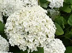 Hortensia Blanc