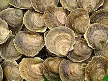 Huîtres plates de Logonna.