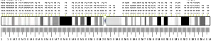 Chromosome 1 humain