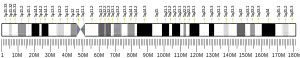 Chromosome 5 humain