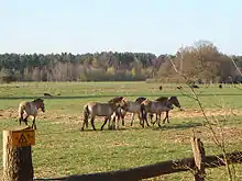 Chevaux de Przewalski dans les Hauts pâturages de Hornbostel