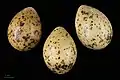 Œuf de Hydrocoloeus minutus -  Muséum de Toulouse