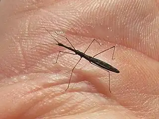 Hydrometra stagnorum dans une paume, montrant sa petite taille.