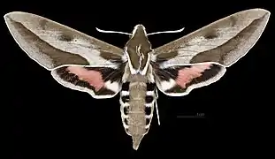 Avers de la femelle (coll.MHNT)