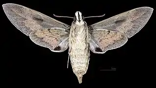 Revers  de la femelle (coll.MHNT)