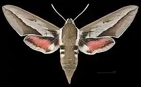 Avers de la femelle (coll.MHNT)