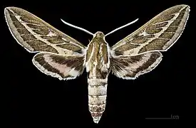 Face dorsale du mâle MHNT