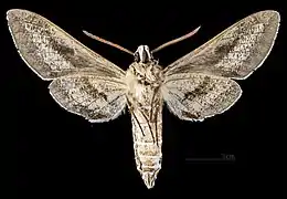 Revers du mâle MHNT