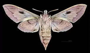 Hyles tithymali mauretanica - Revers (coll.MHNT)