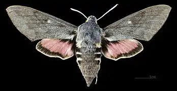 Avers de la femelle (coll.MHNT)