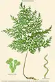 Hymenophyllum hayatai Masam.