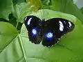 Photo d'un papillon noir à tâches bleues posé sur une feuille