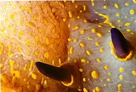 Détail de la tête permettant de voir les rhinophores.