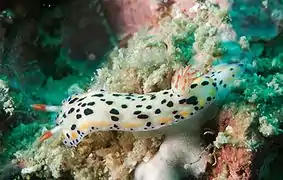 Hypselodoris sagamiensis