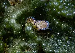 Un Hypselodoris sp. juvénile.