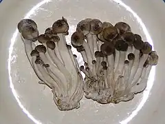 Forme brune cultivée.