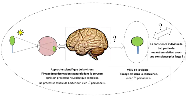 L'approche scientifique du processus de vision aboutit à une image qui serait produite dans le cerveau : en réalité, la vision se produit dans la conscience et la question du lien cerveau-conscience est posé.