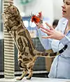 Un bengal blotched tabby. L'apparition des rosettes sur la robe du bengal atténue le noir, qui se retrouve cependant à l'extrémité de la queue.