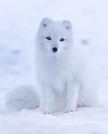 Un renard blanc sur de la neige blanche.