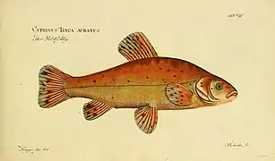 Type ornemental : écaillure cuivrée et parsemée de mouchetures noires sur le dos et les flancs.