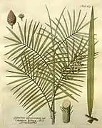 Rotin (Calamus rotang), un Calamoideae