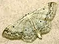 Idaea biselata  (Hufnagel, 1767)