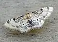 Idaea filicata (Hübner, 1799)
