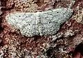 Idaea seriata  (Schrank, 1802)