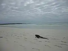 Iguane marin marchant sur la plage de Tortuga Bay, sur l'île Santa Cruz.