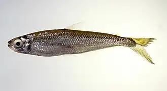 Iguanodectes sp.
