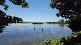 Image illustrative de l’article Île aux Oiseaux (Préverenges)