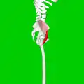 Vue latérale droite du muscle iliaque