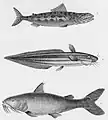1-Pimélode commersonnien 2-Variété du plotose anguillé 3-Salmone varié.