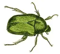 Grande cétoine dorée (Protaetia speciosissima (es))