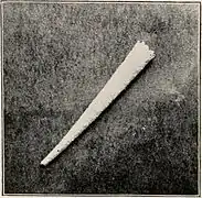 Tube de Cistenides sp.