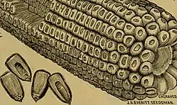 épi de maïs à 16-24 rangs
