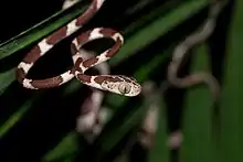 Serpent très fin au corps allongé