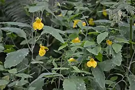 Impatiente ne-me-touchez-pas, La Bresse.