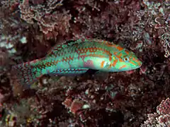 Halichoeres nebulosus