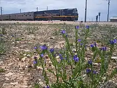 L'Indian Pacific à Cook.