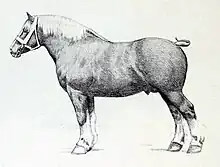 Dessin d'un cheval de trait au crayon.