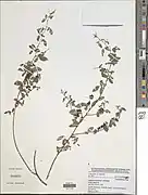 Indigofera deightonii.