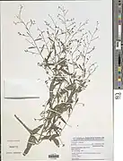 Indigofera paniculata.