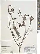 Indigofera prieureana.