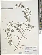 Indigofera secundiflora.