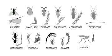 Divers types d'antennes d'insectes
